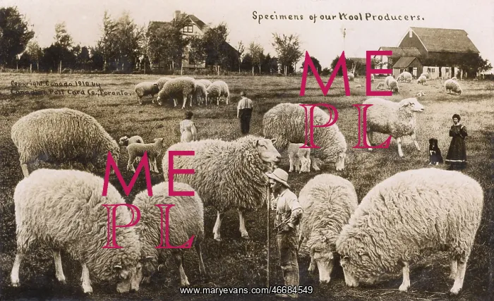 : Comic exaggeration card - The Wool Producers of Canada : Comic exaggeration card - The Wool Producers of Canada