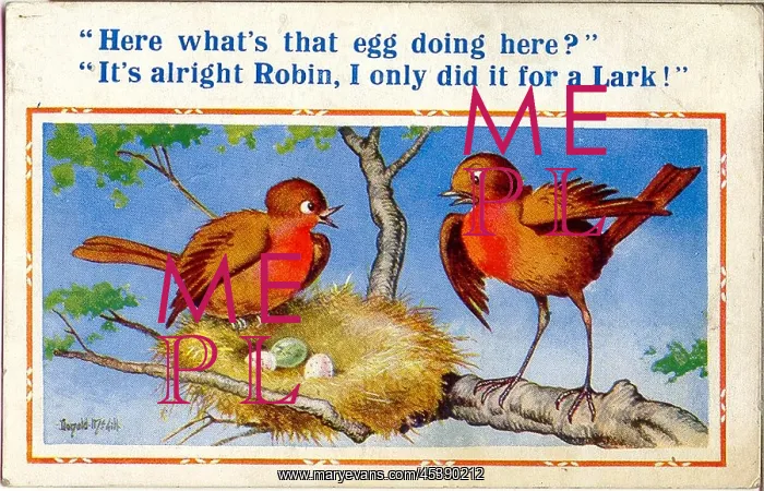 : Comic postcard, Birds with nest of eggs : Comic postcard, Birds with nest of eggs