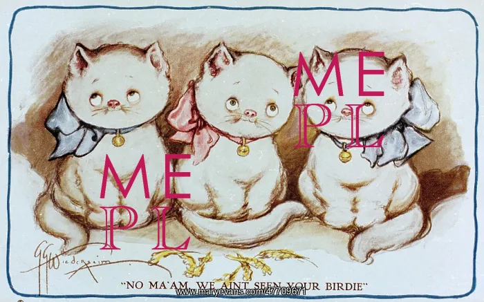  : Comic postcard, Three Cats