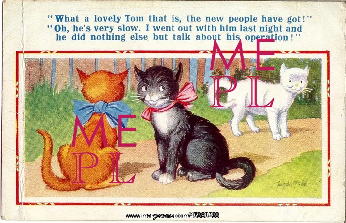 : Comic postcard, Two she cats and a tom in garden : Comic postcard, Two she cats and a tom in garden