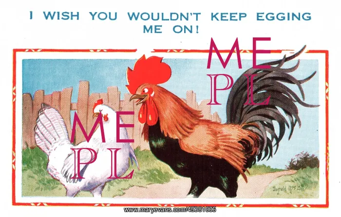 : Comic postcard, cockerel and hen flirtation : Comic postcard, cockerel and hen flirtation