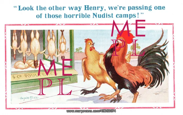 : Comic postcard, cockerel and hen, poulterer's shop : Comic postcard, cockerel and hen, poulterer's shop