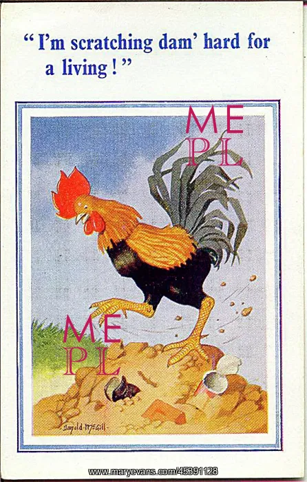 : Comic postcard, Cockerel scratching for a living : Comic postcard, Cockerel scratching for a living