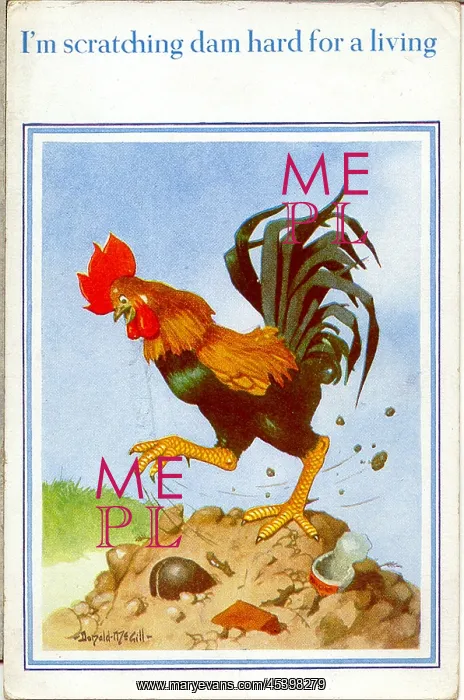  : Comic postcard, Cockerel scratching for a living