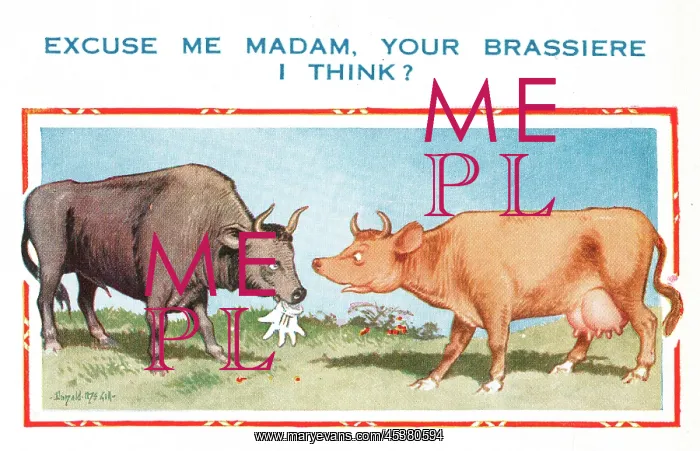: Comic postcard, cow and bull : Comic postcard, cow and bull