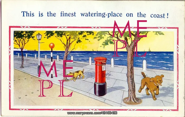 : Comic postcard, Dogs at the seaside : Comic postcard, Dogs at the seaside