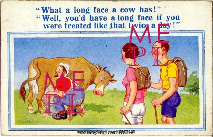 : Comic postcard, Long-faced cow being milked : Comic postcard, Long-faced cow being milked