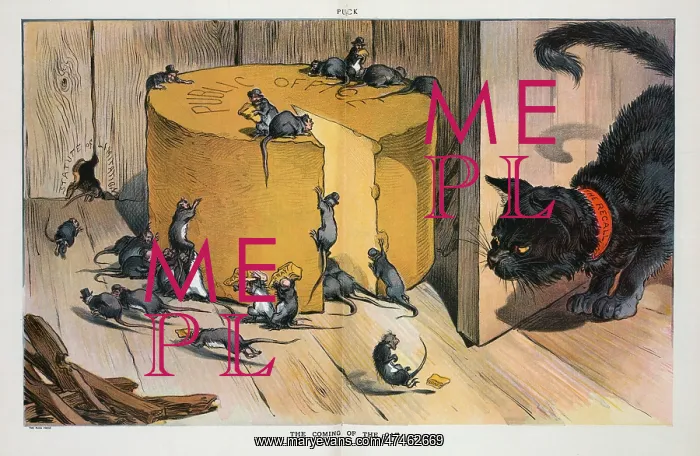 : The coming of the cat : The coming of the cat