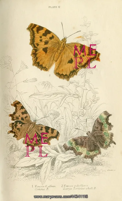  : Comma Butterflies