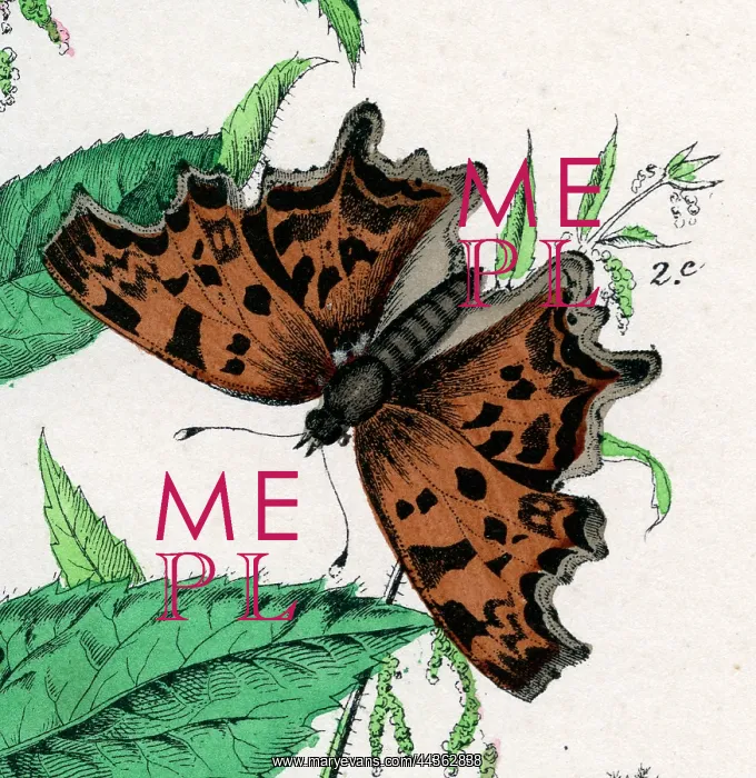  : Comma Butterfly