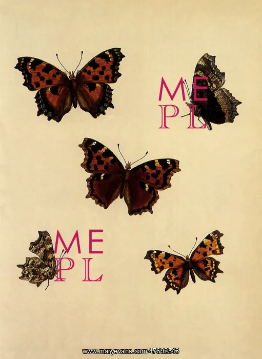 : Comma Butterfly and Other Butterflies : Comma Butterfly and Other Butterflies