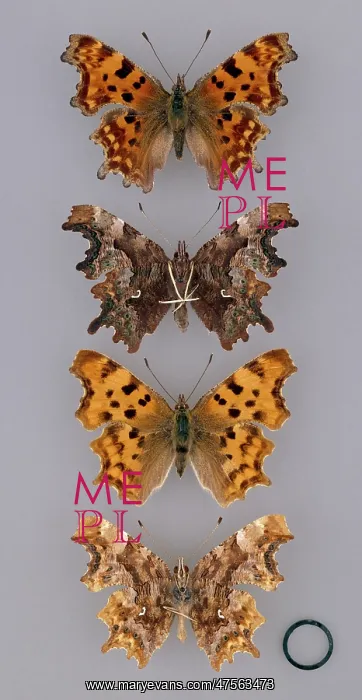: Comma, Polygonia c-album : Comma, Polygonia c-album