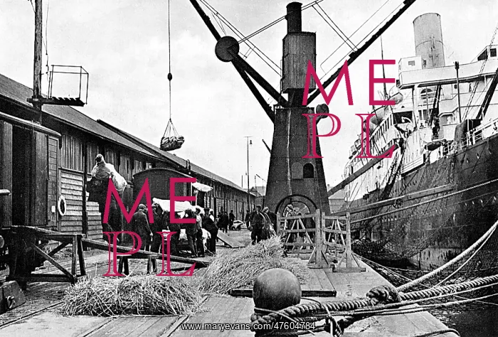 : Commandeering meat for the army during World War I : Commandeering meat for the army during World War I