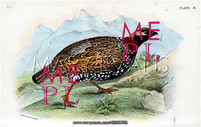 : COMMOIN FRANCOLIN : COMMOIN FRANCOLIN