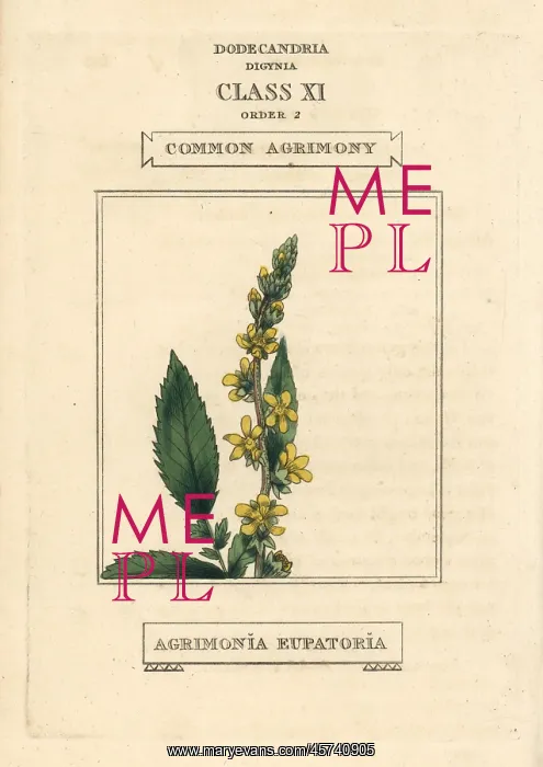 : Common agrimony, Agrimonia eupatoria : Common agrimony, Agrimonia eupatoria