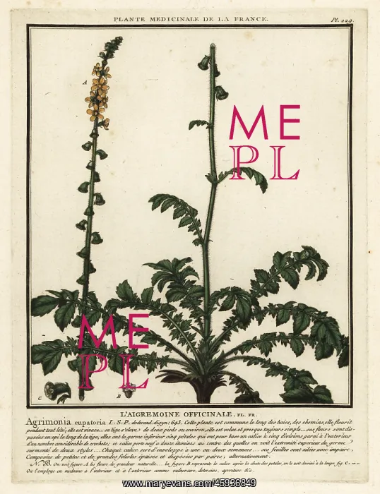  : Common agrimony, Agrimonia eupatoria