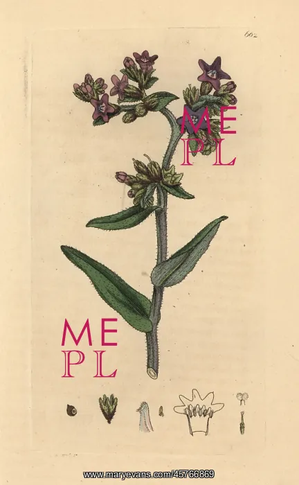 : Common alkanet, Anchusa officinalis : Common alkanet, Anchusa officinalis