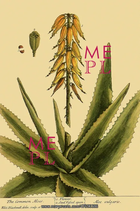  : Common Aloe