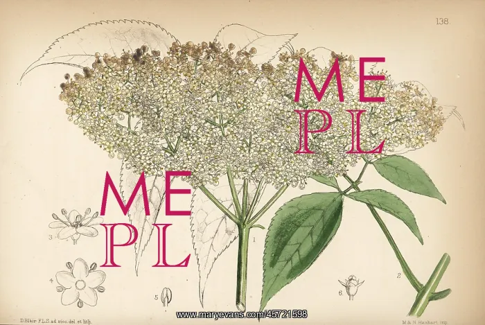 : Common American elderberry, Sambucus canadensis : Common American elderberry, Sambucus canadensis
