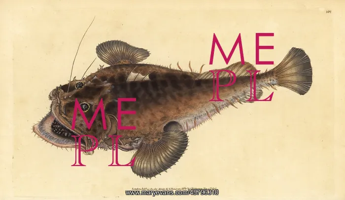 : Common angler fish, Lophius piscatorius : Common angler fish, Lophius piscatorius