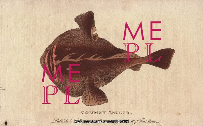 : Common angler fish, Lophius piscatorius : Common angler fish, Lophius piscatorius