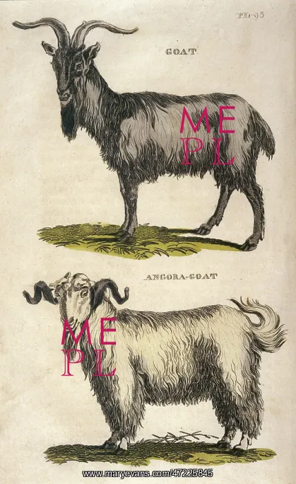 : COMMON AND ANGORA GOAT : COMMON AND ANGORA GOAT