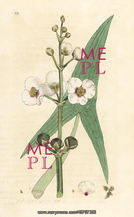 : Common arrowhead, Sagittaria sagittifolia : Common arrowhead, Sagittaria sagittifolia