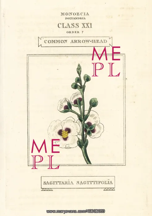 : Common arrowhead, Sagittaria sagittifolia : Common arrowhead, Sagittaria sagittifolia