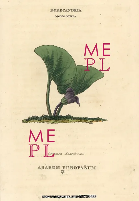 : Common asarabacca, Asarum europaeum : Common asarabacca, Asarum europaeum
