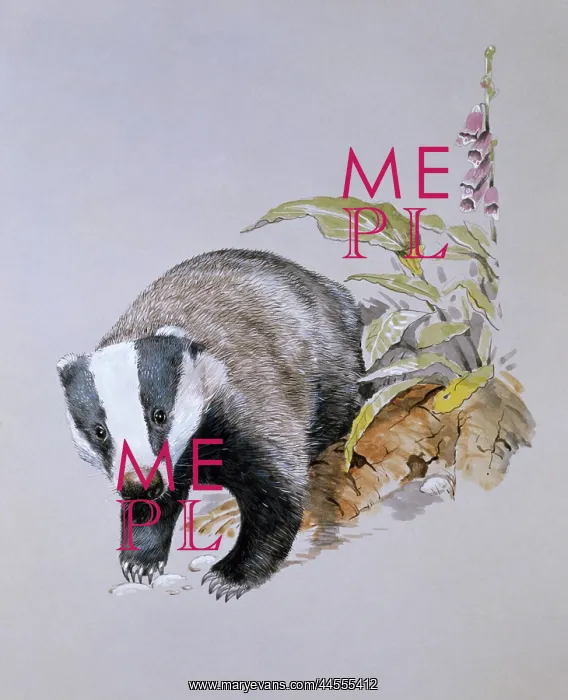 : A Common Badger (Meles meles) : A Common Badger (Meles meles)