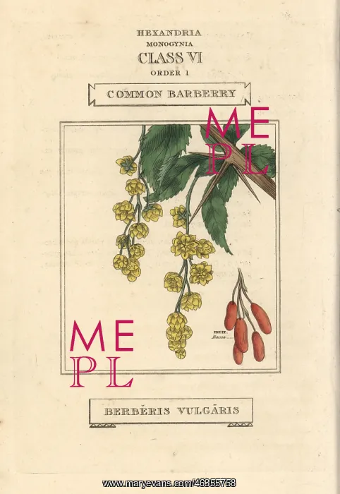 : Common barberry, Berberis vulgaris : Common barberry, Berberis vulgaris