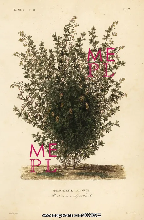 : Common barberry, Berberis vulgaris : Common barberry, Berberis vulgaris