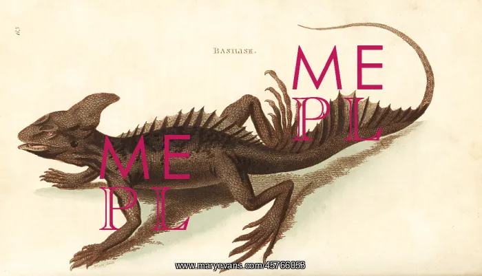 : Common basilisk, Basiliscus basiliscus : Common basilisk, Basiliscus basiliscus