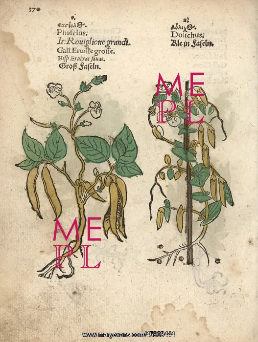 : Common bean, Phaseolus vulgaris, and small : Common bean, Phaseolus vulgaris, and small