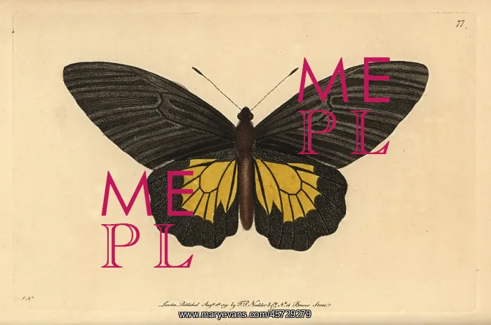 : Common birdwing butterfly, Troides helena : Common birdwing butterfly, Troides helena