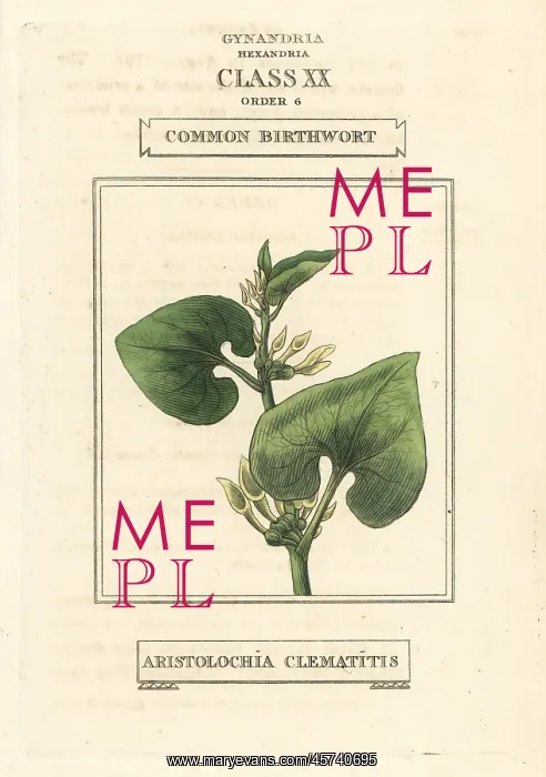 : Common birthwort, Aristolochia clematitis : Common birthwort, Aristolochia clematitis