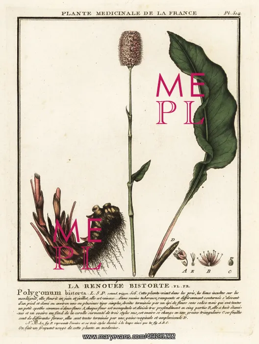 : Common bistort, Persicaria bistorta : Common bistort, Persicaria bistorta