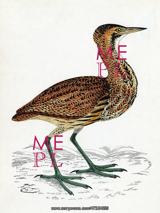 : COMMON BITTERN : COMMON BITTERN
