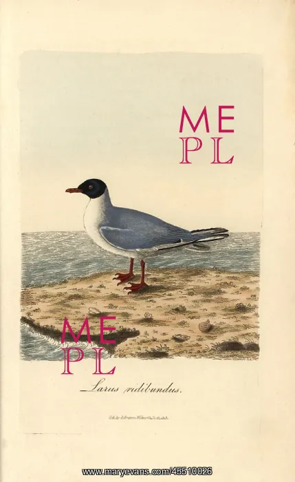 : Common black-headed gull, Larus ridibundus : Common black-headed gull, Larus ridibundus