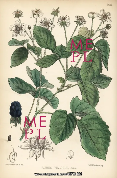 : Common blackberry, Rubus villosus : Common blackberry, Rubus villosus