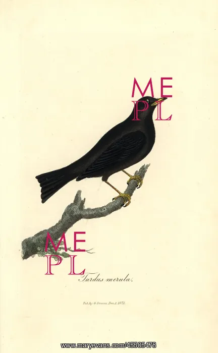 : Common blackbird, Turdus merula : Common blackbird, Turdus merula