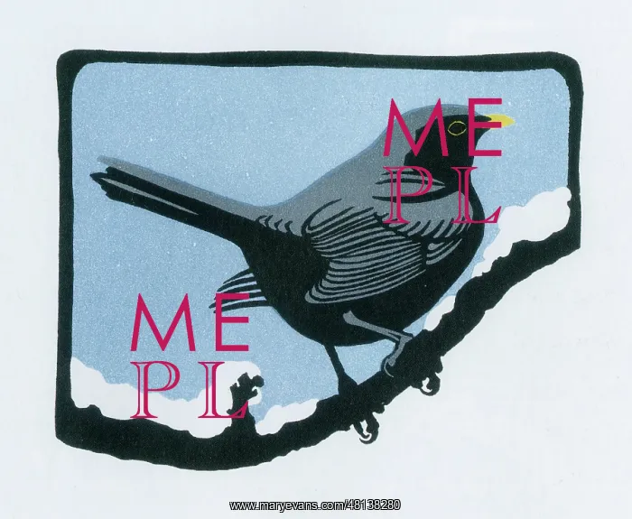  : Common Blackbird - Winter (1 / 2)
