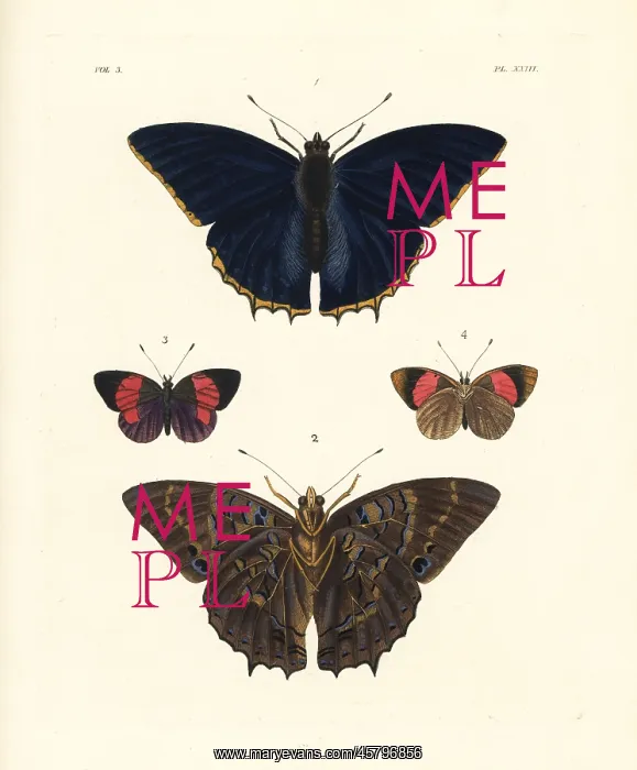 : Common blue charaxes and blind eighty-eight moth : Common blue charaxes and blind eighty-eight moth