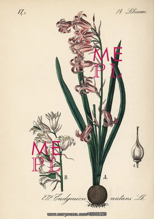 : Common bluebell, Hyacinthoides non-scripta : Common bluebell, Hyacinthoides non-scripta