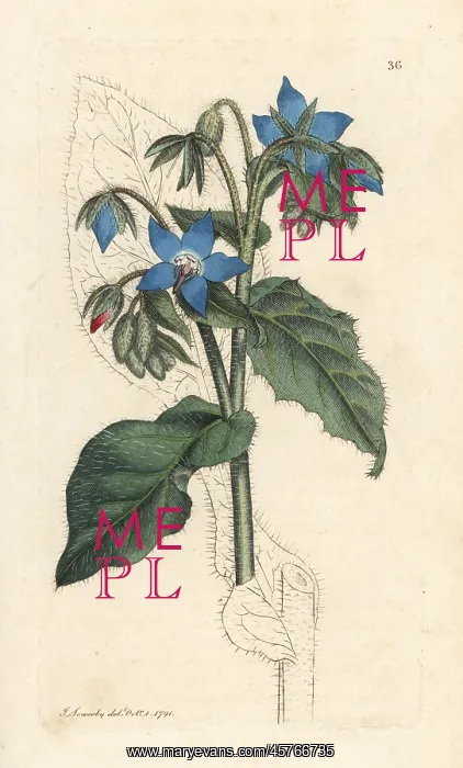 : Common borage, Borago officinalis : Common borage, Borago officinalis