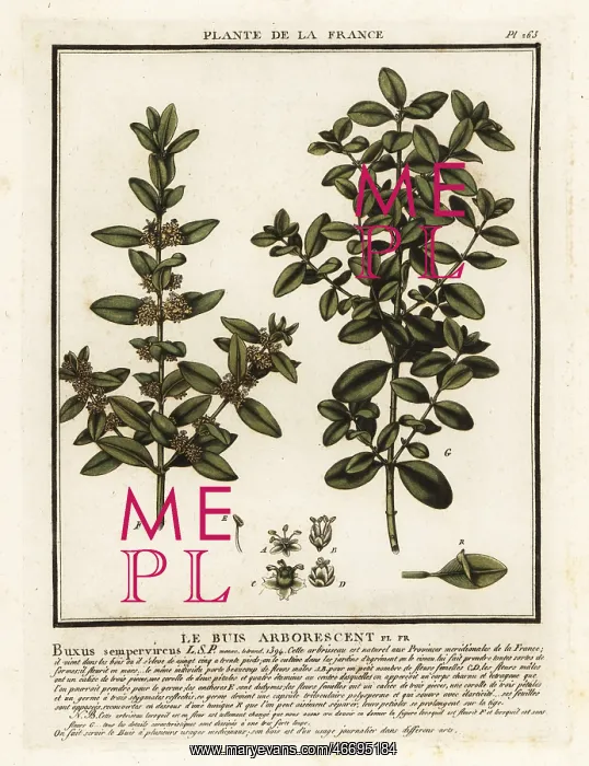 : Common box, Buxus sempervirens : Common box, Buxus sempervirens