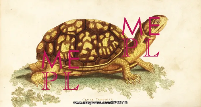 : Common box turtle, Terrapene carolina : Common box turtle, Terrapene carolina