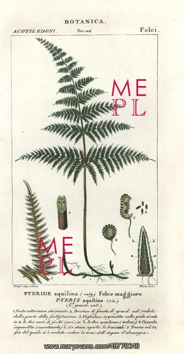 : Common bracken or brake, Pteridium aquilinum : Common bracken or brake, Pteridium aquilinum