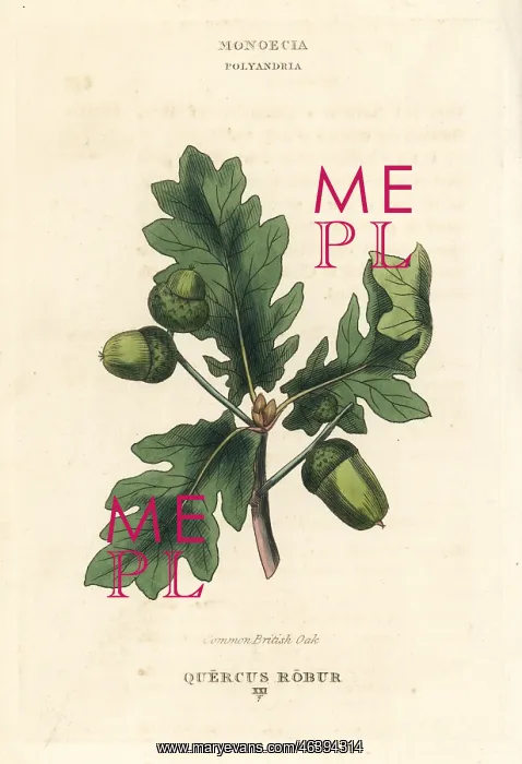 : Common British oak tree, Quercus robur : Common British oak tree, Quercus robur