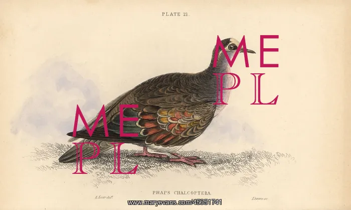 : Common bronzewing, Phaps chalcoptera : Common bronzewing, Phaps chalcoptera